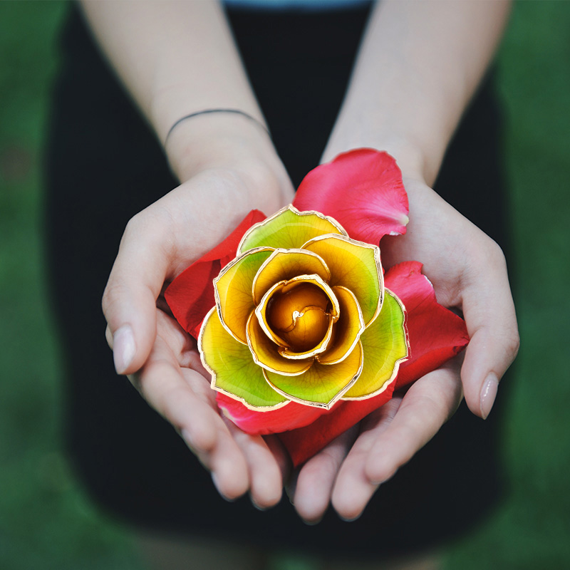 Love A Yellow-green Gold Rose (natural Rose)