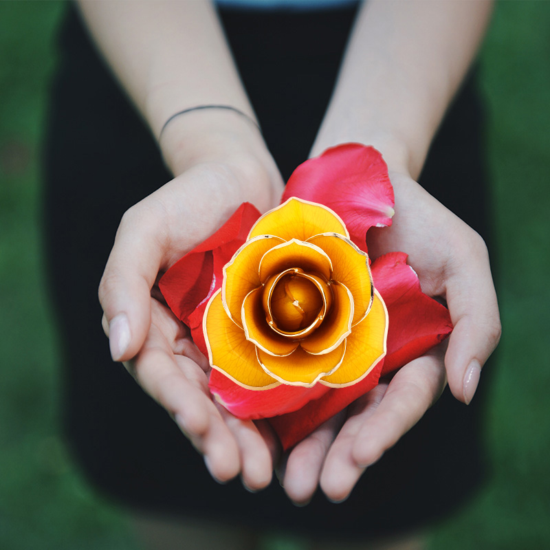 Love The Only Yellow Gold Rose (natural Rose)